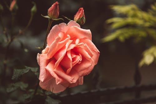 Blooming Rose Flower in the Garden