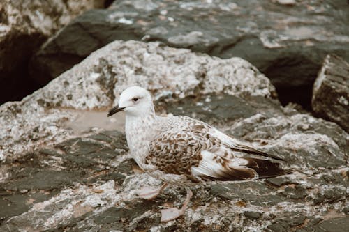 Free A Seagull on a Rock Stock Photo