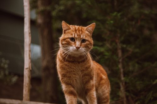 Free Portrait of a ginger cat with vivid whiskers outdoors amidst greenery. Stock Photo