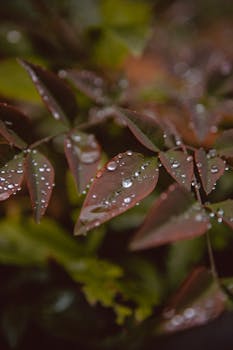 Macro shot of lush green leaves with dewdrops, creating a fresh and vibrant look.