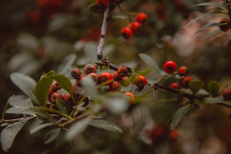 Red Berries Of A Firethorn Tree