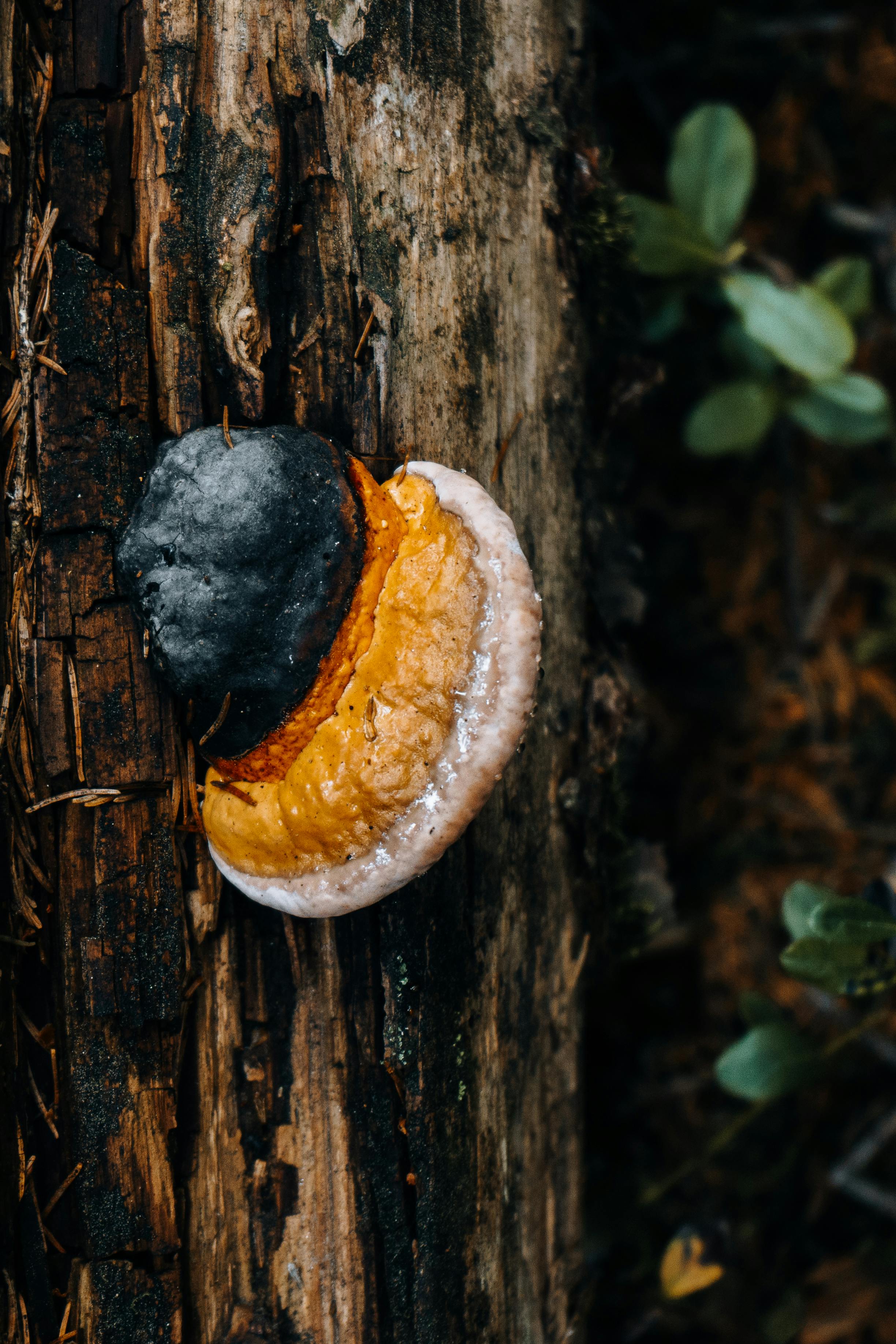 Vlad CheÈan Fotografie