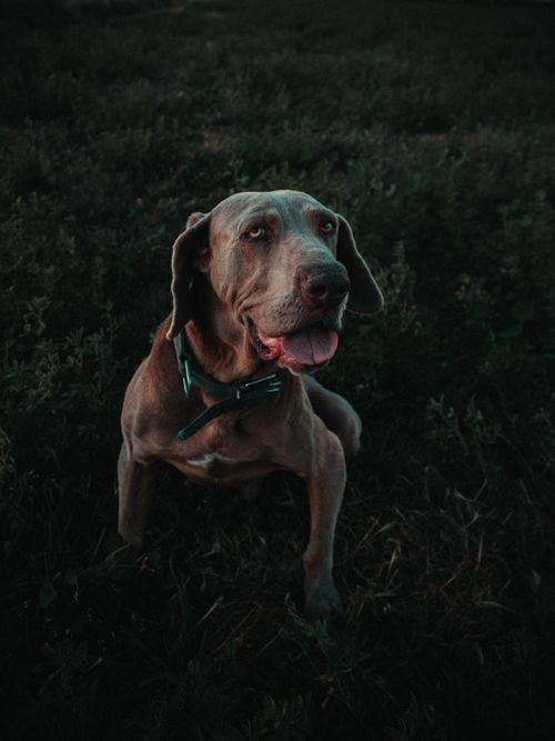 Free A Weimaraner dog sits on grass during a dimly lit evening, showing its playful demeanor. Stock Photo