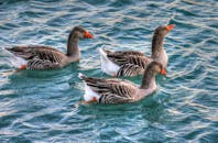 三只灰雁优雅地在充满活力的水面上游泳，景色宁静