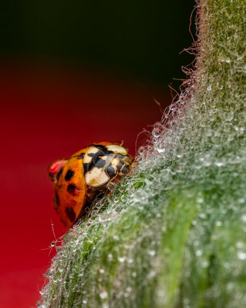 Closeup of cute harlequin ladybug crawling on green hairy plant covered with dew in sunny morning