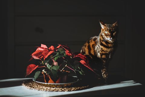 Weihnachtsstern giftig für Katze und Hund? Fakten + 14 Gefahren