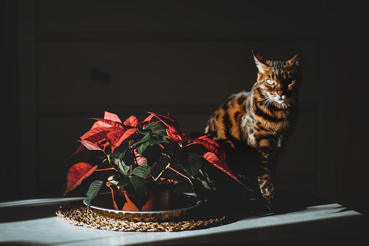 Cat Sitting Near Plant On Table