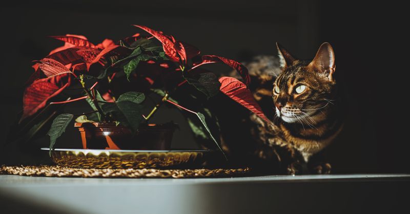 Poinsettia : Guide Entretien et Soins 2026