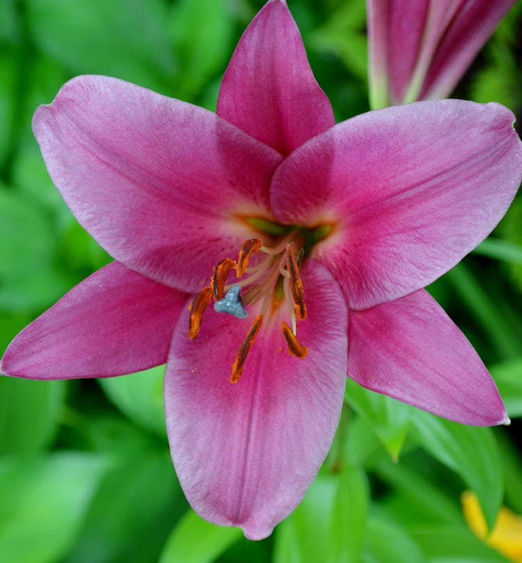 Purple Flower With Orange  Stamen