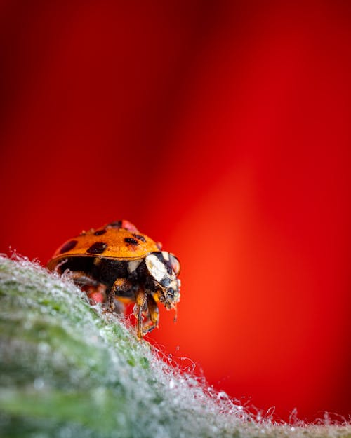Small harlequin lady beetle standing on hairy plant