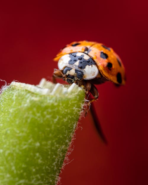Wet Harmonia axyridis ladybug sitting on green plant stem