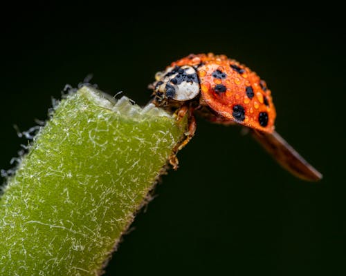 Closeup of small harlequin ladybug with water drops on shell standing on stem of green hair plant against black background