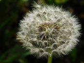 White Dandelion in Close Up