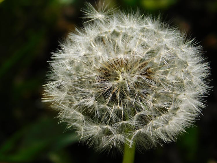 White Dandelion In Close Up 