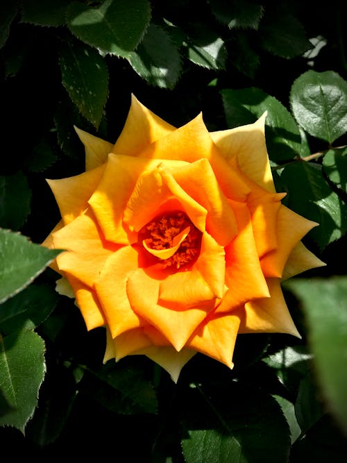 Kostenlos Orange Blume Mit Grünen Blättern Stock-Foto