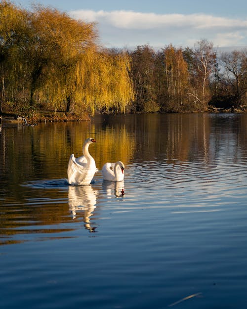 bezplatná Základová fotografie zdarma na téma divočina, jezero, labutě Základová fotografie