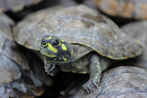 Imagine de stoc gratuită din arrau, broască țestoasă, broaște țestoase