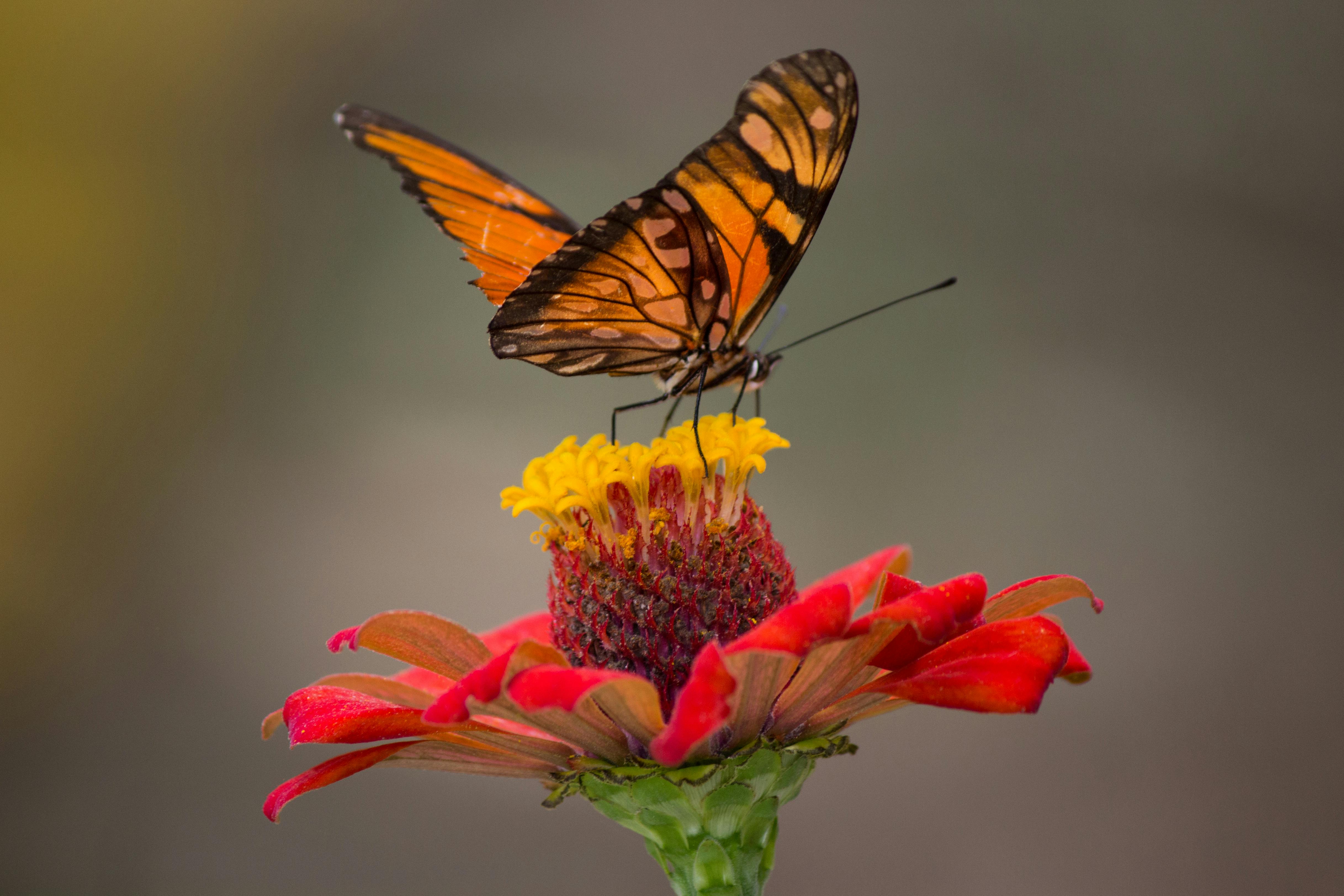 Insectes Pollinisateurs : Les Héros Méconnus de la Biodiversité Jardinère