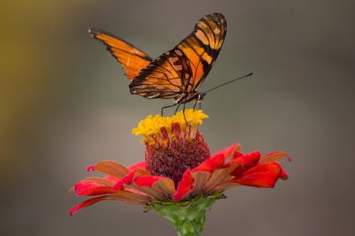 Mariposa Marrón Y Negra Encaramada En Flores De Pétalos Rojos Y Amarillos Fotografía En Primer Plano