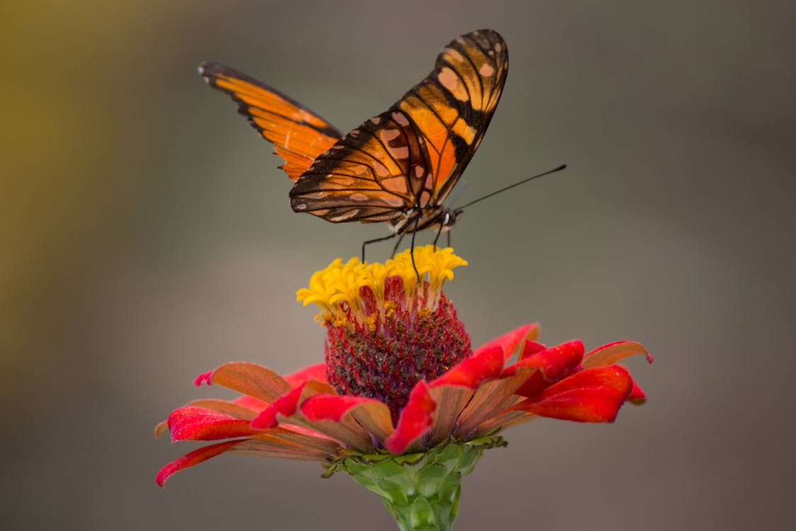 Brown and Black Butterfly Perched on Yellow and Red Petaled Flower Closeup Photography