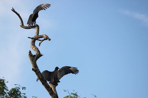Free stock photo of black vulture, buitre negro americano, chulo