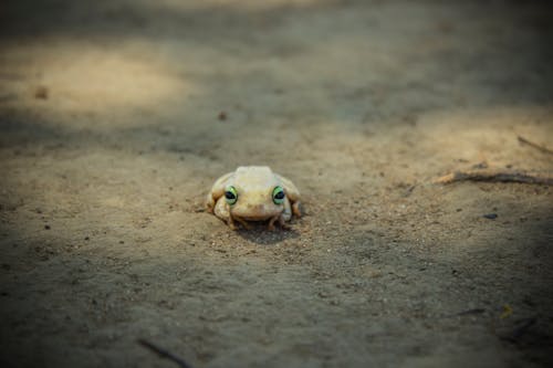 Free stock photo of frog, green eyes