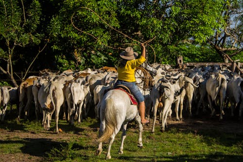 Imagine de stoc gratuită din cal, casanare, cowgirl columbian