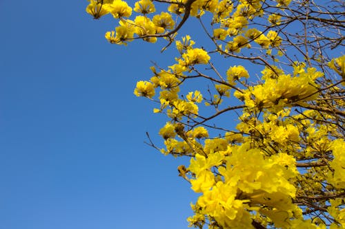 ağaç, casanare, çiçek içeren Ücretsiz stok fotoğraf