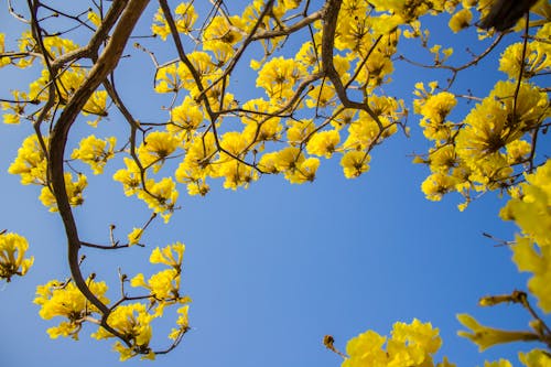 ağaç, casanare, çiçek içeren Ücretsiz stok fotoğraf