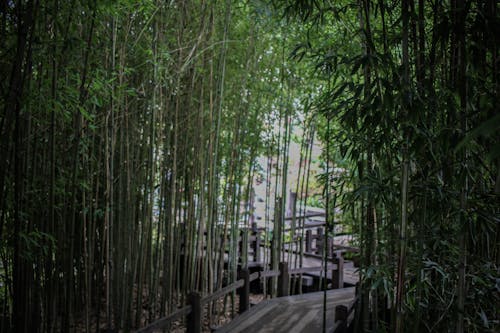 Free stock photo of bamboo, bamboo trees