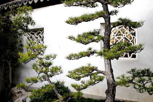 Free stock photo of asian architecture, pine trees