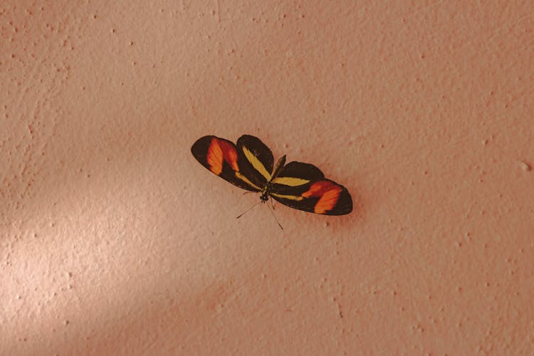 Colorful Butterfly On Light Wall