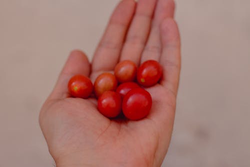 Unrecognizable person demonstrating handful of fresh small red cherry tomatoes while standing on blurred background on street during harvest season