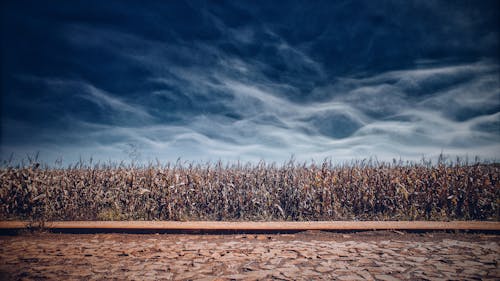 Free Brown Grass Field during Night Time Stock Photo