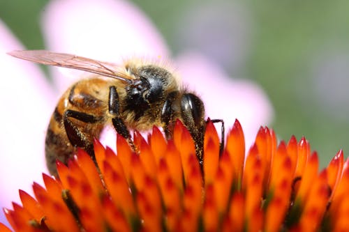 蜜蜂在橙色花瓣上的特寫攝影