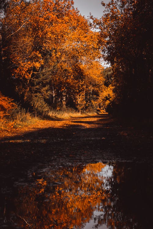 Puddle on the Road with Reflection of Autumn Trees