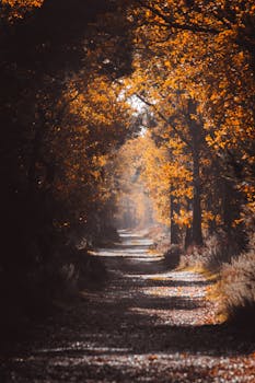 Serene forest path surrounded by vibrant autumn foliage in England, capturing nature's beauty.
