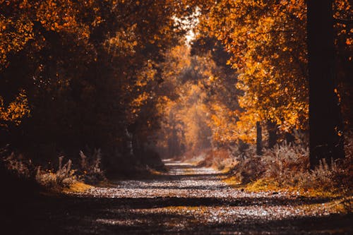 Free Dirt Road  in the Forest Stock Photo