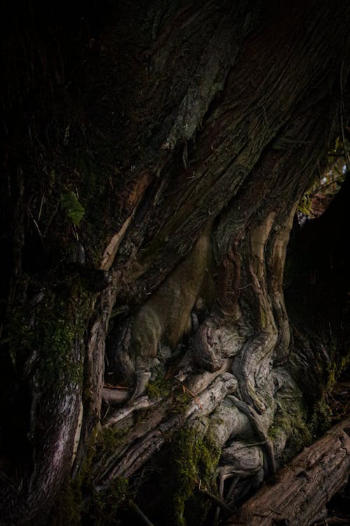 Základová fotografie zdarma na téma dřevo, kmen stromu, kořen