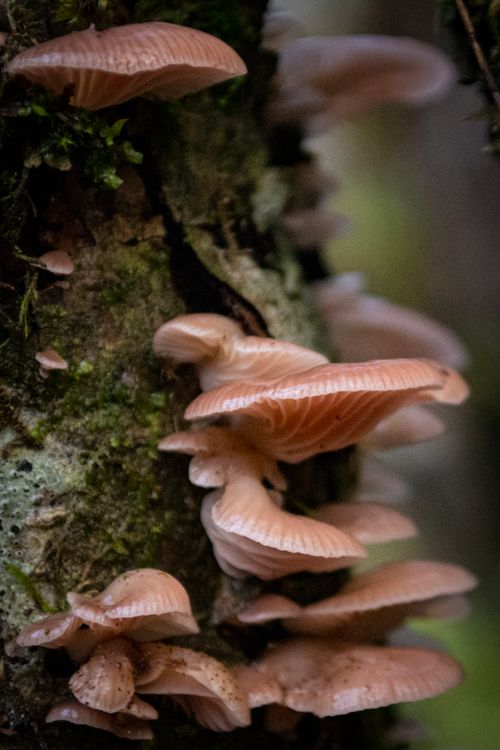Free Close-up of oyster mushrooms (Pleurotus ostreatus) on a mossy tree in a forest setting. Stock Photo