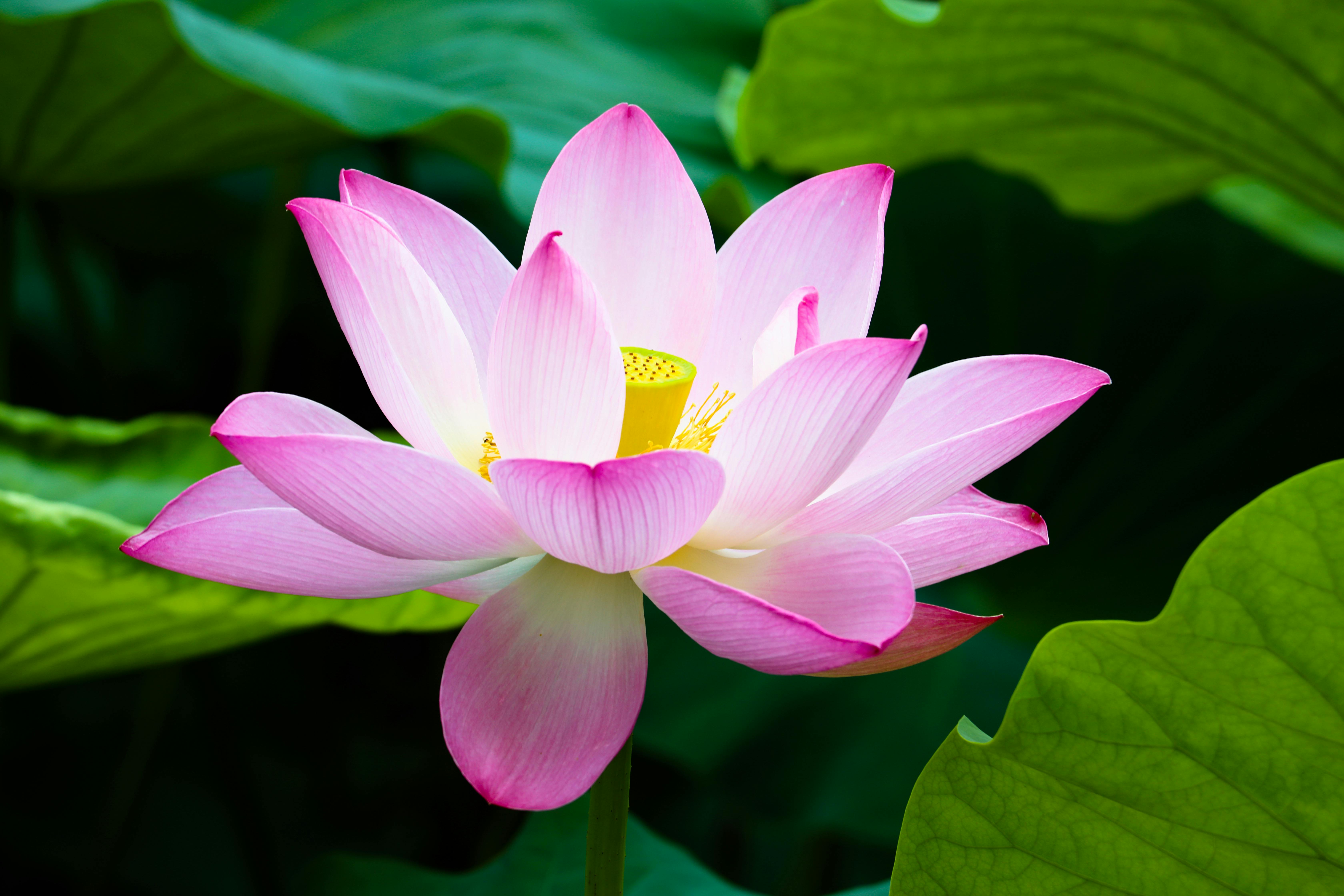 Photo of a Beautiful Lotus Flower · Free Stock Photo