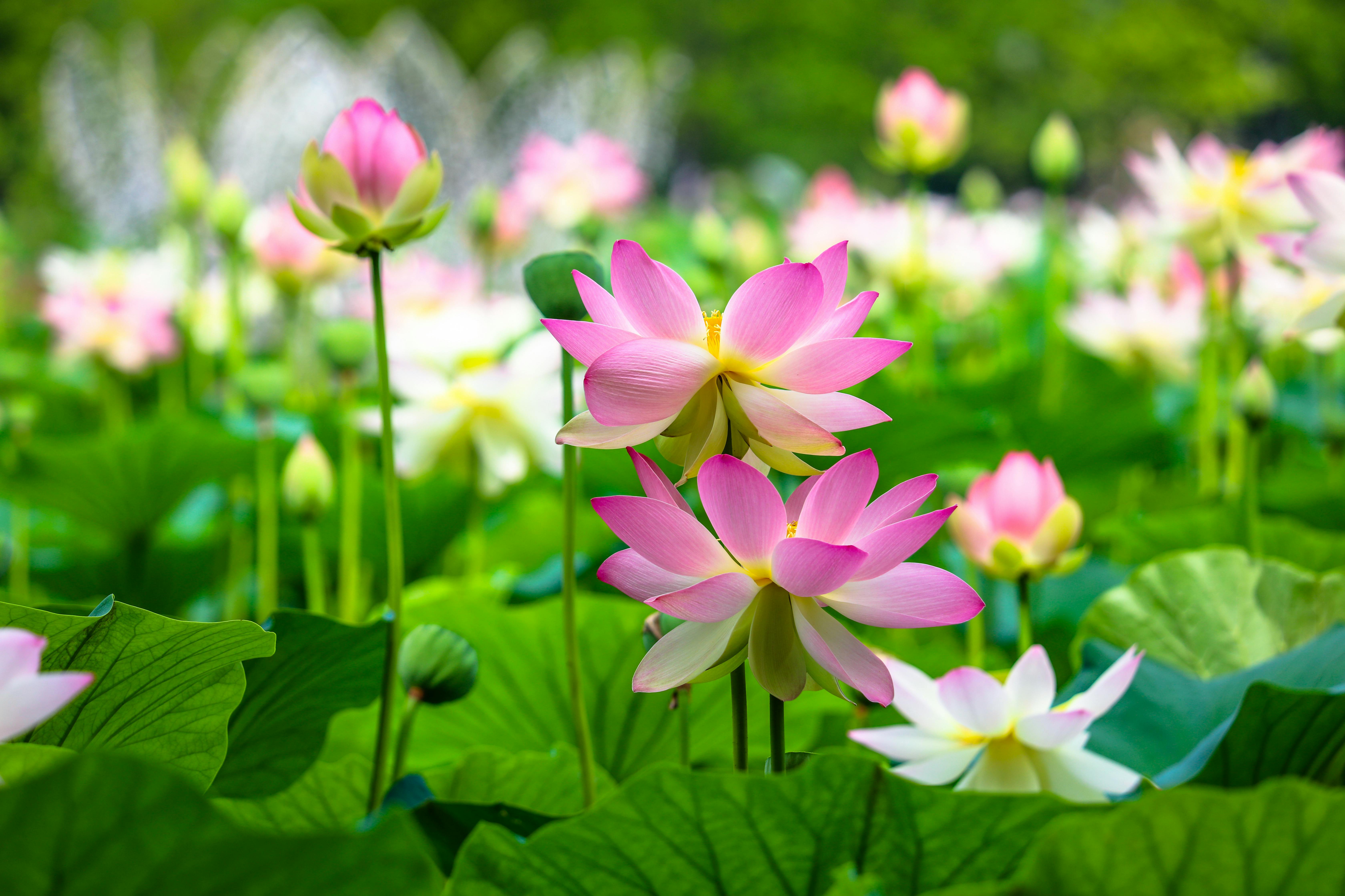 A colorful display of pink and white lotus flowers with lush green leaves in bright daylight.
