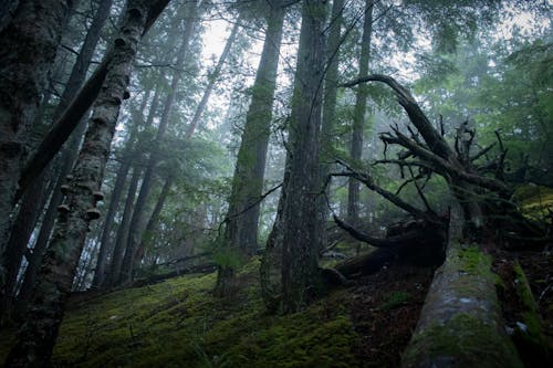 Groene Bomen Op Groen Grasveld