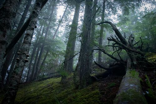 Free Capture the serene misty forest scene with lush greenery and tall trees. Stock Photo