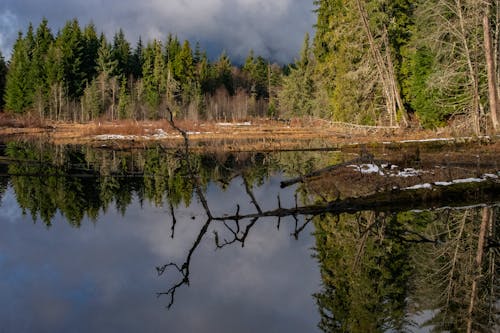 bezplatná Základová fotografie zdarma na téma jehličnan, jezero, krajina Základová fotografie