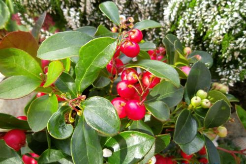 Free stock photo of garden Stock Photo