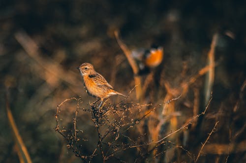 Free Close-Up Shot of a Sparrow Perched on a Twig Stock Photo