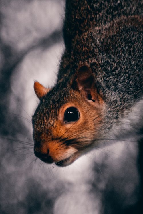 Free Detailed shot of a curious squirrel, showcasing its fur and whiskers against a blurred background. Stock Photo