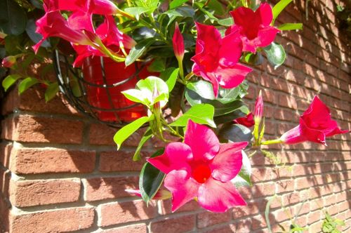 Free stock photo of flowers Stock Photo