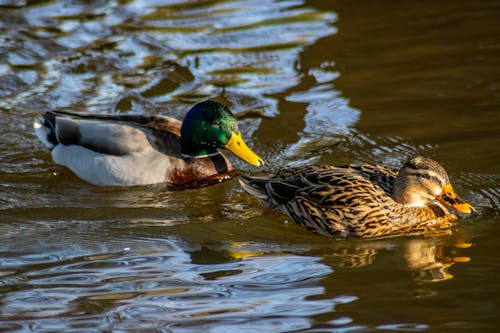 Free stock photo of bird, duck, ducks